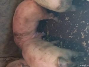 Porci tineri pentru sacrificat - imagine 4