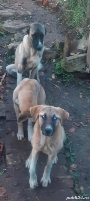 caini kangal (femele) - imagine 2