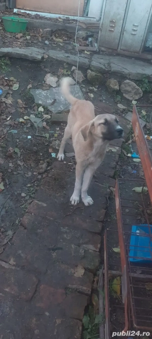caini kangal (femele) - imagine 3