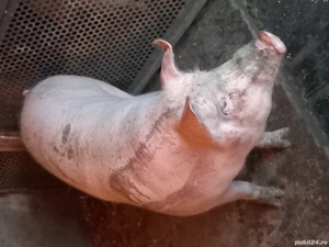 Porci tineri pentru sacrificat - imagine 5