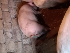 Porci tineri pentru sacrificat - imagine 3