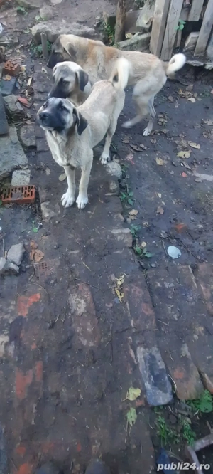 caini kangal (femele) - imagine 4