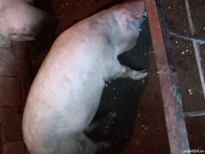 Porci tineri pentru sacrificat - imagine 2