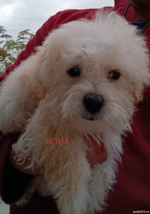 catei bichon - imagine 2