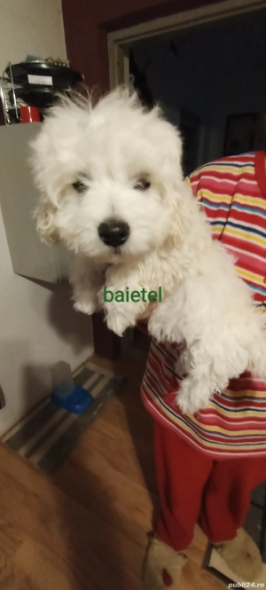 catei bichon - imagine 3
