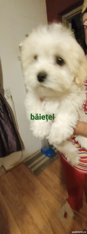 catei bichon