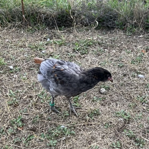 Vand gaina araucana plus cocosel araucana