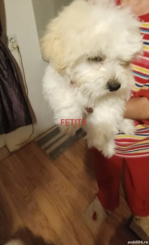 catei bichon - imagine 4