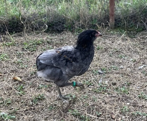 Vand pereche cocosel araucana puicuta mixta