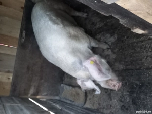 Porc marele alb  - imagine 2 Porc marele alb  - imagine 2