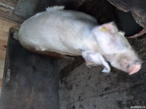 Porc marele alb  - imagine 3 Porc marele alb  - imagine 3