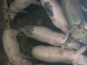 Purceii 9 săptămâni