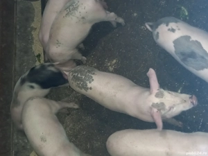 Purceii 9 săptămâni - imagine 2