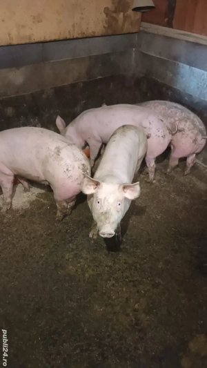 Scrofite reproductie - imagine 2 Scrofite reproductie - imagine 2