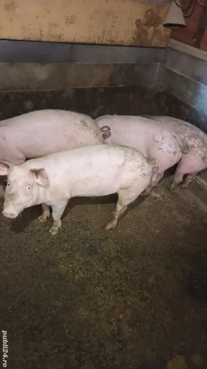 Scrofite reproductie - imagine 4 Scrofite reproductie - imagine 4