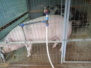 Vand porc Didesti,Satu Nou - imagine 3