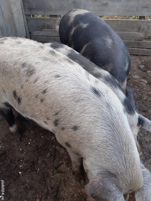 grasuni de 120 si 150 de vânzare crescuți în propria gospodarie foarte mancaciosi 