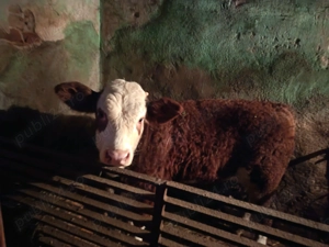 Vand vițel de lapte  cu 40 de lei kg