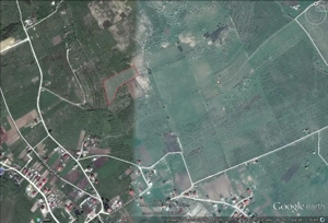 Vând teren 30 ari    Livadă pruni cu priveliște superbă! 