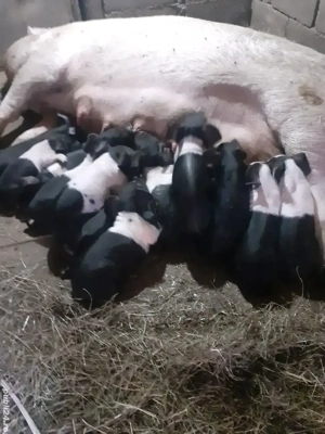 vând scroafa cu 12 purcei crescuți natural 