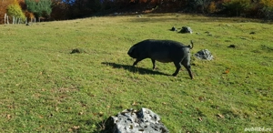 scroafa - imagine 2 scroafa - imagine 2