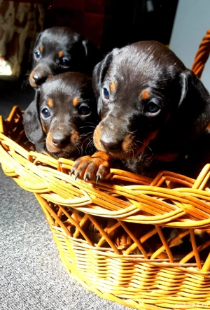 Vand Teckel   - imagine 4  Vand Teckel   - imagine 4