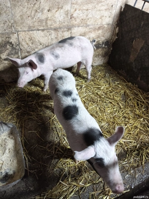 3 purcele de vanzare  - imagine 2 3 purcele de vanzare  - imagine 2