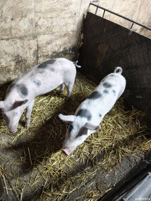 3 purcele de vanzare  - imagine 3 3 purcele de vanzare  - imagine 3