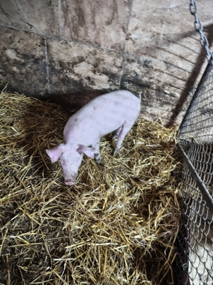 3 purcele de vanzare  - imagine 4 3 purcele de vanzare  - imagine 4