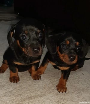 Vand Teckel   - imagine 3  Vand Teckel   - imagine 3