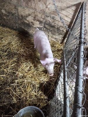 3 purcele de vanzare  - imagine 5 3 purcele de vanzare  - imagine 5