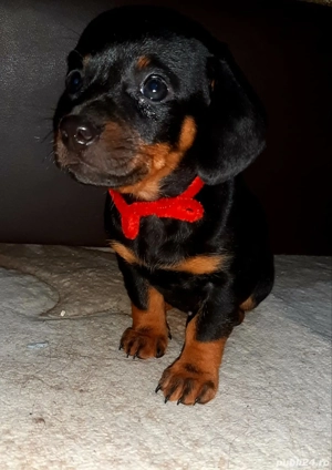 Vand Teckel   - imagine 2  Vand Teckel   - imagine 2