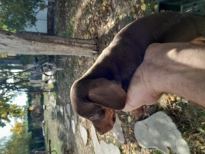 Căței teckel ciocolatiu  - imagine 4