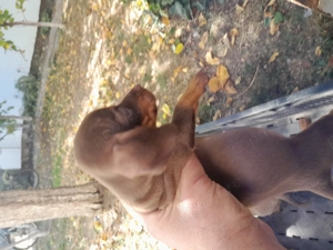 Căței teckel ciocolatiu  - imagine 3