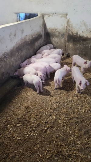 De vinzare purcei de  6 săptămâni