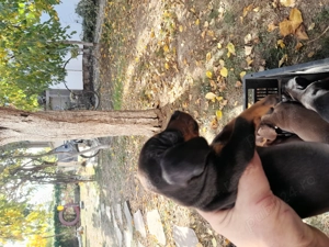 Căței teckel ciocolatiu  - imagine 5