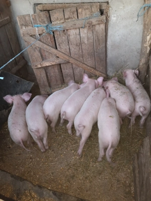 Vând purcei rasa marele alb la prețul de 450 lei negociabil....