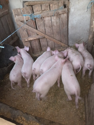 Vând purcei rasa marele alb la prețul de 450 lei negociabil.... - imagine 2 Vând purcei rasa marele alb la prețul de 450 lei negociabil.... - imagine 2