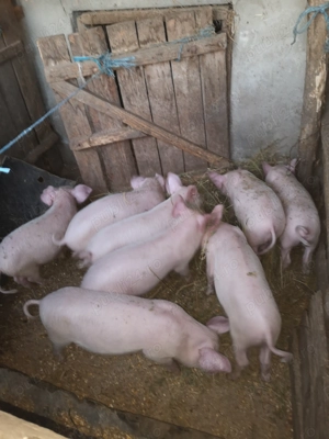 Vând purcei rasa marele alb la prețul de 450 lei negociabil.... - imagine 3 Vând purcei rasa marele alb la prețul de 450 lei negociabil.... - imagine 3