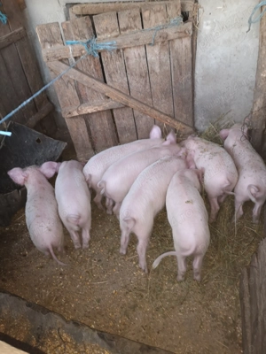 Vând purcei rasa marele alb la prețul de 450 lei negociabil.... - imagine 4 Vând purcei rasa marele alb la prețul de 450 lei negociabil.... - imagine 4