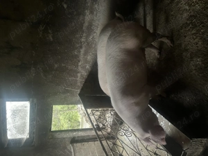 Porc disponibil pentru Crăciun!