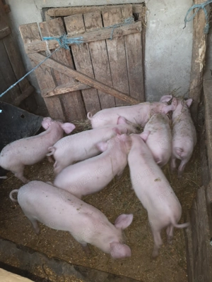 Vând purcei rasa marele alb la prețul de 450 lei negociabil.... - imagine 5 Vând purcei rasa marele alb la prețul de 450 lei negociabil.... - imagine 5