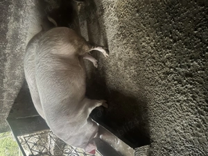 Porc disponibil pentru Crăciun! - imagine 2