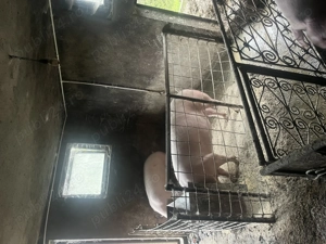 Porc disponibil pentru Crăciun! - imagine 3