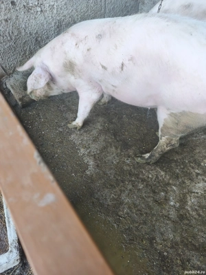 porc de vânzare  - imagine 2