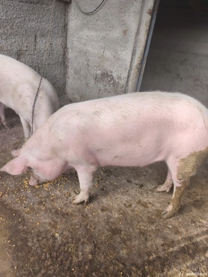 porc de vânzare  - imagine 3