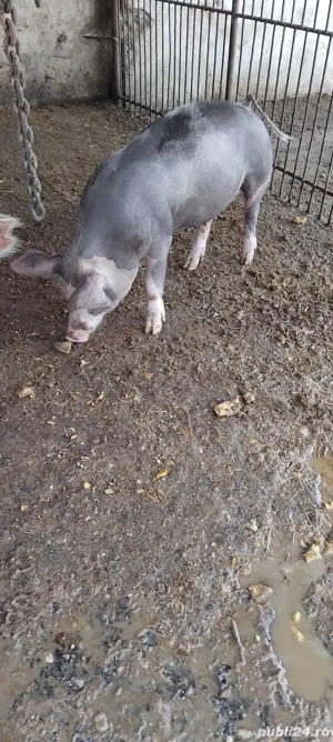 porc pietran - imagine 2