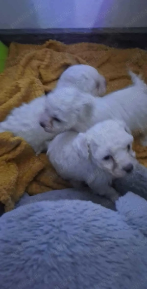 Bichon mini toy București