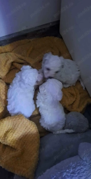 Bichon mini toy București  - imagine 2 Bichon mini toy București  - imagine 2