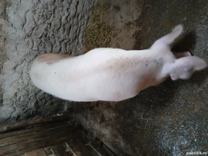 vand scroafa  - imagine 2